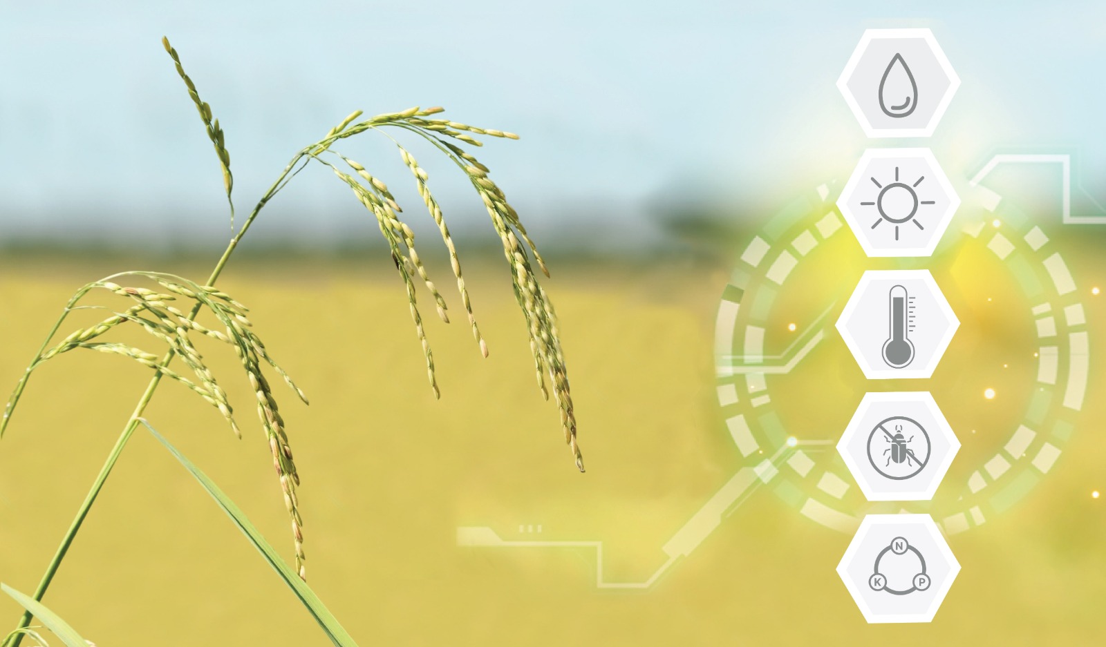 Paddy fields indicating parameters that help to grow best quality Rice