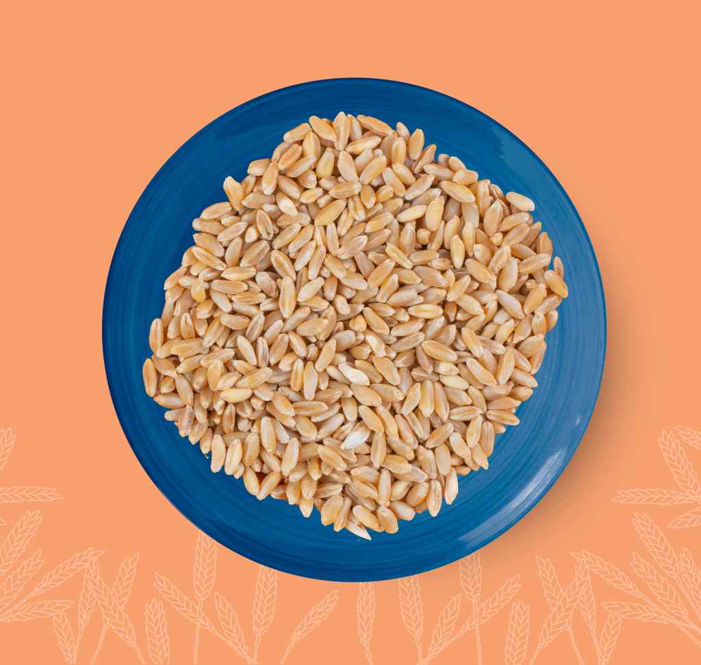 Indian Wheat Grains