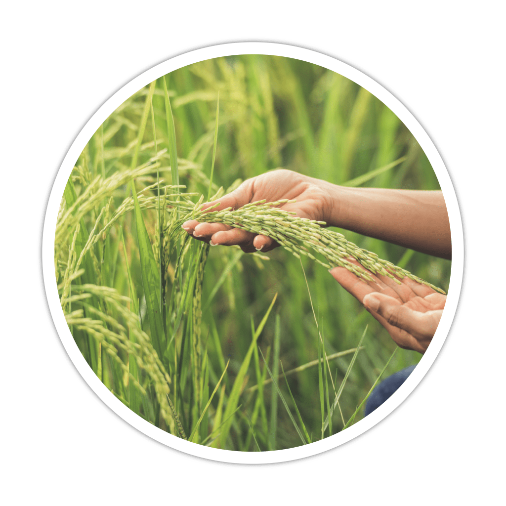 Growth and Expansion phase 