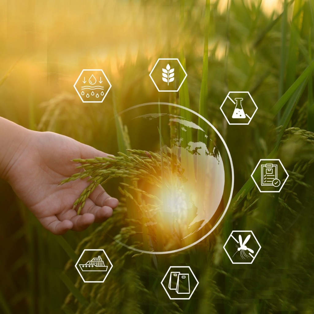 What Makes Our Rice Export-Ready? Navyaa Foods’ 7-Point Quality&nbsp;Checklist